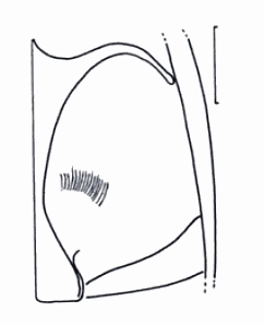 Da identificare: Laccophilus sp. (cf. L. hyalinus)